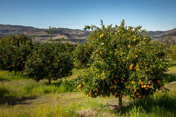 California Orange Citrus Orchard Grove in San Diego Southern California 2