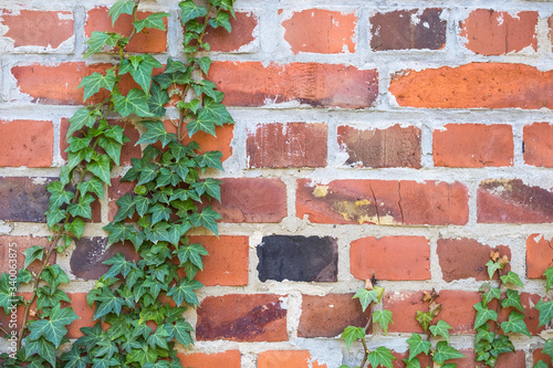 Fotografía Ivies Growing On Brick Wall