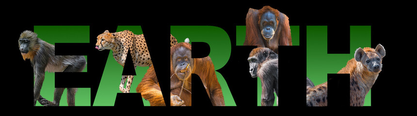 Banner with portrait of most endangered for extinction animals, orangutan, cheetah, gorilla, mandrill and hyena embedded into written earth text as background, closeup, details