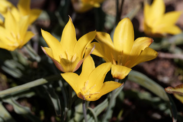 Wall Mural - Flower of the Tulip Tulipa kolpakowskiana