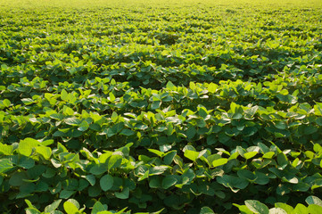 Wall Mural - Agricultural field with soybean crops. Young soy plants grow in rows.