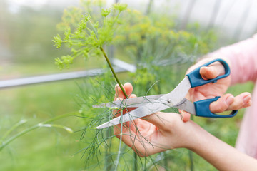 Gardening and agriculture concept. Female farm worker hand harvesting green fresh ripe organic dill in garden bed. Vegan vegetarian home grown food production. Woman farmer picking fragrant herb.