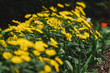 omieg, wiosna, kwiat wiosenny, polish spring flower, yellow, summer