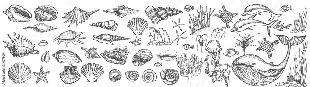 Big set of shells and sea animals Stock Vector | Adobe Stock