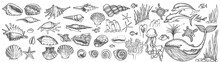 Big Set Of Shells And Sea Animals