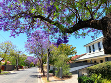 Beautiful Purple Flower Jacaranda Tree Lined Street In Full Bloom. Taken At Glenside, Adelaide, South Australia.