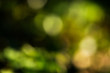 © Maciej Olszewski - Background of nature - natural bokeh from forest for graphics