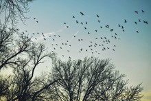 Low Angle View Of Silhouette Birds Flying Over Trees Against Sky
