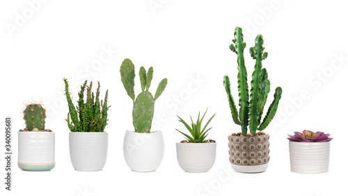Cuadros en Lienzo Group of various indoor cacti and succulent plants in pots isolated on a white b
