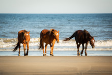 Three Wild Horses Walking On The Beach In Corolla North Carolina