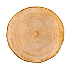 Wall Mural - felled piece of wood from a tree trunk with growth rings isolated on white. natural vintage wood tex
