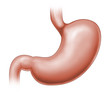 stomach organ illustration from human digestive system