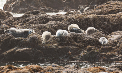 Wall Mural - Harbor Seals resting on rocks