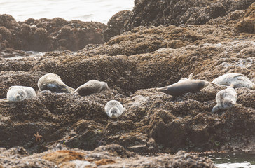 Wall Mural - Young Harbor Seal laying on rock facing camera