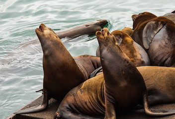 Wall Mural - Sea Lions on a floating dock reacting to other sea lions swimming by