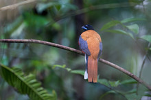 Beautiful Cinnamon-rumped Trogon, High Angle View, Rear Shot, Perching In The Morning On The Curve Branch In Nature Of Tropical Moist Lowland Forest, Wildlife Sanctuary In Southern Thailand.