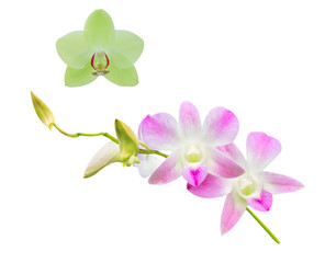 Sticker - Beautiful orchid isolated on white background.