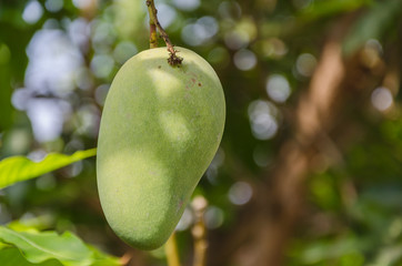 Closed up green mango on the tree. it grows well in tropical area,  usually tastes sour when green, but when it turns yellow, it tastes sweet and delicious to eat