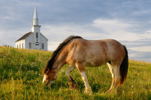 Grazing Clydesdale Horse And Church At Highland Village Museum At Iona Cape Breton