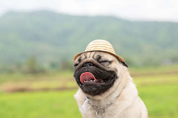 Wall Mural - Happy Dog Pug Breed wearing farmer hat smile with rice fields with mountain in background,Healthy dog happiness with fresh air