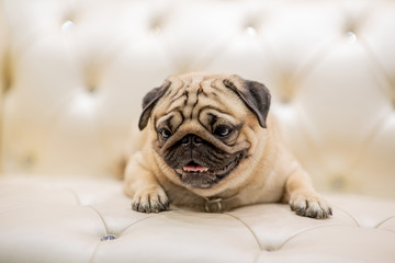 Wall Mural - Cute pug lying on sofa smile and happiness with positive emotional,Healthcare Purebred Dog Concept