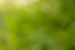 © Su_prasert - Blurred trees of nature park background and summer season.Natural blurred background, Green light bokeh.