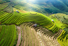 Beautiful Step Of Rice Terrace Paddle Field In Sunset And Dawn At Mam Xoi Hill, Mu Cang Chai, Vietnam. Mu Cang Chai Is Beautiful In Nature Place In Vietnam, Southeast Asia. Travel Concept. Aerial View
