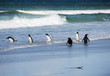 Port Stanley. Falkland islands. United Kingdom. gentoo penguin.
 These birds are easily recognized by a broad white stripe running through the top of the black head and by a bright orange-red bill wit