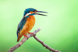 Fototapeta Zwierzęta - Image of common kingfisher (Alcedo atthis) perched on a branch on nature background. Bird. Animals.