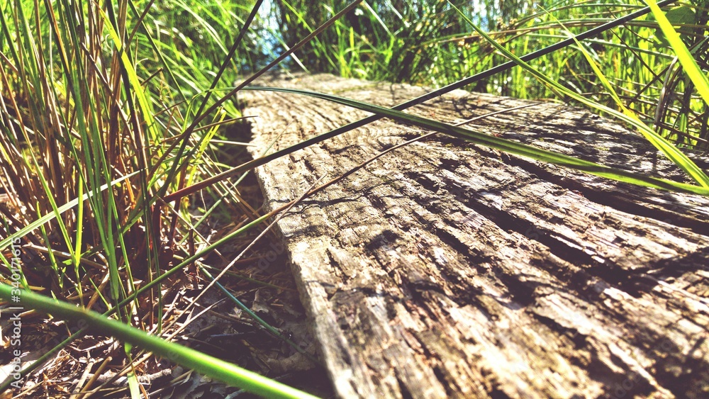 Close-up Of Wood Amidst Grassy Field During Sunny Day - obrazy, fototapety, plakaty 