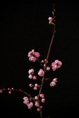 Sticker - ピンクの花　Bright pink spring peach blossoms