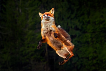 Fox leap jump in forest.  Fox flight. Red Fox jumping , Vulpes vulpes, wildlife scene from Europe. Orange fur coat animal in the nature habitat. Fox on the green forest meadow. Action fly funny scene