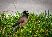 Starling Bird On Green Grass