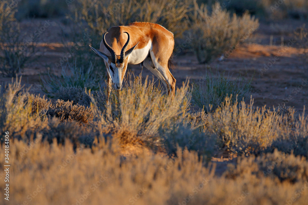 Springbok antelope, Antidorcas marsupialis, in the African dry habitat ...