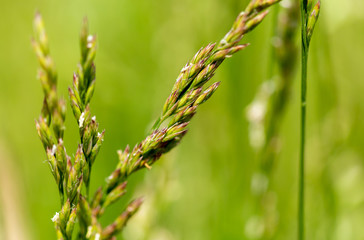 Green wheat ears on the grass in the park.