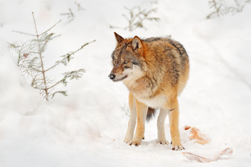 Wolf in snowy rock mountain, Europe. Winter wildlife scene from nature. Gray wolf, Canis lupus with rock in the background. Cold snow season in nature, Germany wildlife.