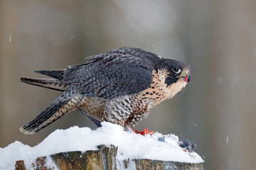 peregrine falcon, bird of prey sitting on the tree stump with catch during winter with snow, germany