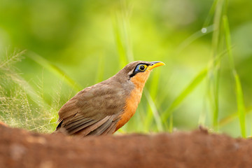 Wall Mural - Lesser Ground-cuckoo, Morococcyx erythropygius, rare bird from Costa Rica. Birdwatching in South america. Bird cuckoo sitting on the ground with beautiful grass. Wildlife scene from nature.