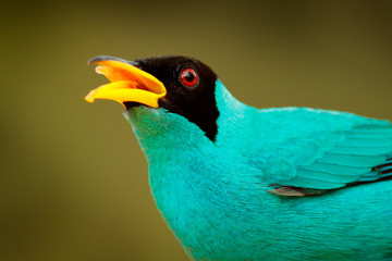 Wall Mural - Exotic bird, detail portrait. Green Honeycreeper, Chlorophanes spiza, exotic tropical malachite green and blue bird from Costa Rica. Tanager from tropical forest. Wildlife scene, bird in the habitat.