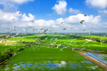 Royalty high quality free stock image aerial view of Melaleuca forests, Tram Chim National Parks, Dong Thap, Vietnam. Flying birds in the sky