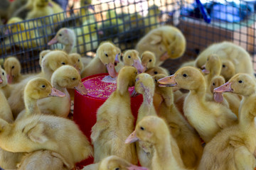 Wall Mural - little yellow ducklings are sitting in a box at the bird market