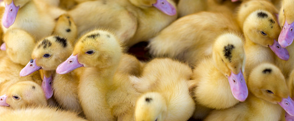 Wall Mural - little yellow ducklings are sitting in a box at the bird market