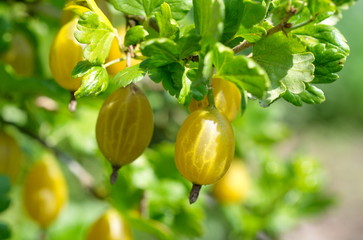 yellow flowers in the garden