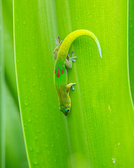 Hawaiian Gecko