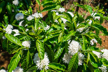 Coffee tree blossom with white color flowers on Coffee Plantation, Cau Dat town, Da Lat, Vietnam