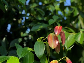 beautiful cinnamon leaves growth in herb botanical garden.tropical botanical trees.close up of multi