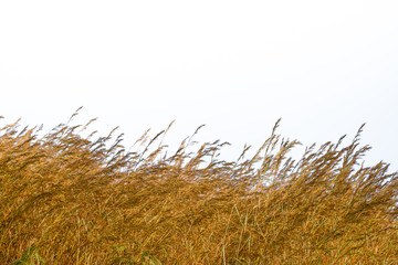 Dry grass isolated on white background,Dry grass field