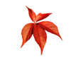Czerwony jesienny liść na białym tle