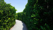 maze green plant wall