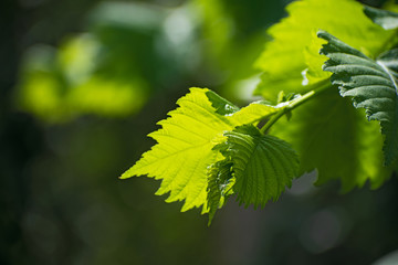 Branch of amazing green fresh figured leaves